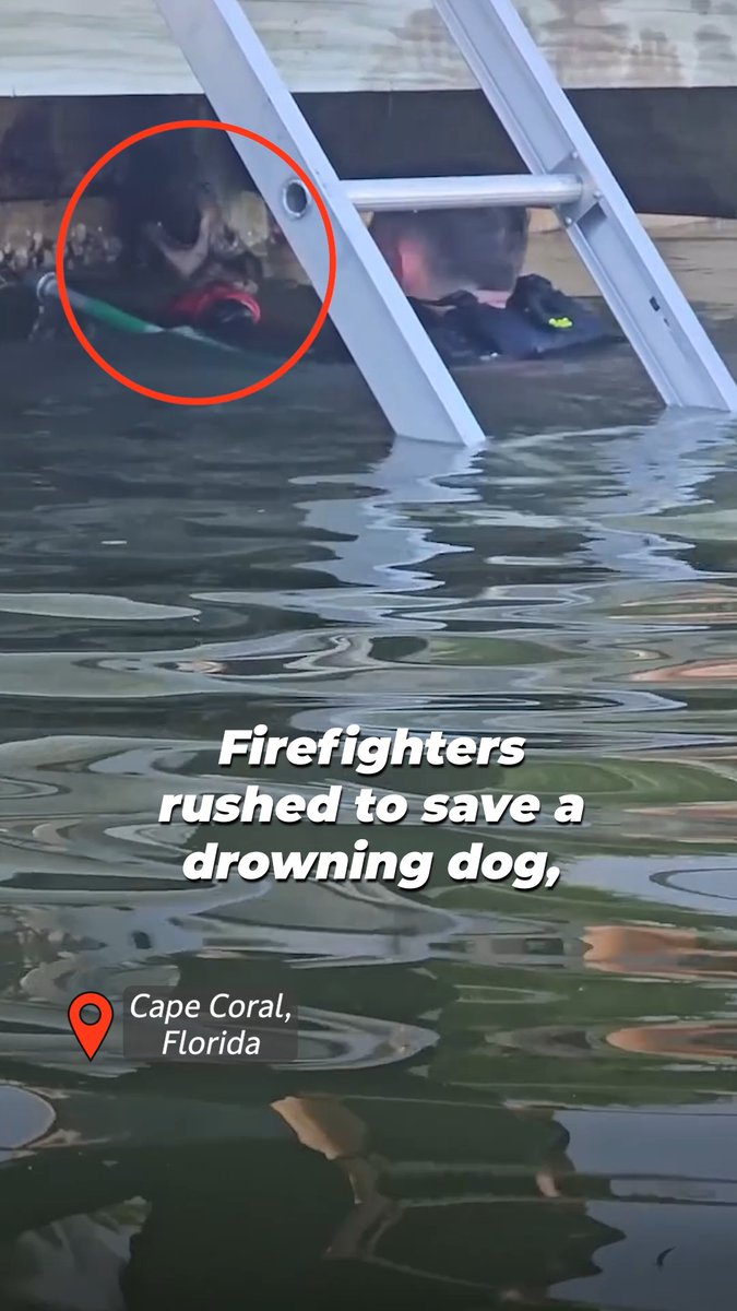 Everyone is someone worth saving, no matter the species ❤️ These firefighters rushed to save a drowning animal, and their actions made all the difference. Cape Coral Fire Department is being honored with PETA’s Compassionate Action Award for their bravery. You can be a hero too; if you see an animal in danger, speak up!