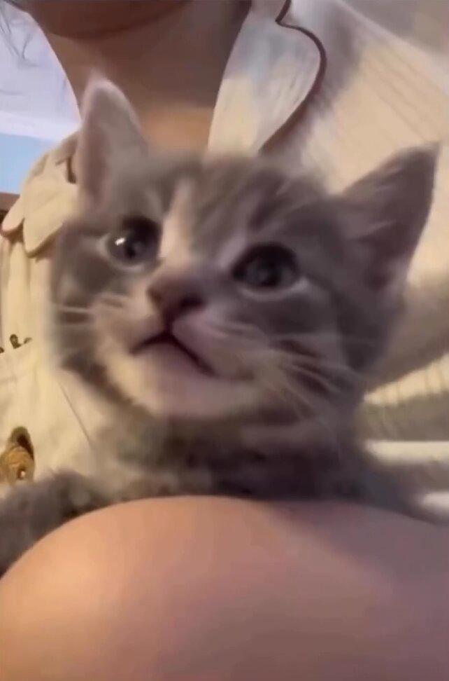 Bro only had enough battery for 2 meows