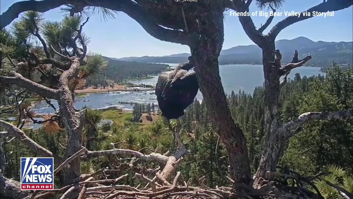 A milestone moment for one of the internet's favorite eagle families. Luna, the young bald eagle who captivated viewers through a live webcam in Big Bear Lake, California, took her first flight this week. The eaglet launched from the nest to a nearby tree, where her father, Shadow, was waiting. Friends of Big Bear Valley said Luna "took the leap of faith" without hesitation. Now, another chapter begins for Jackie and Shadow's famous family.