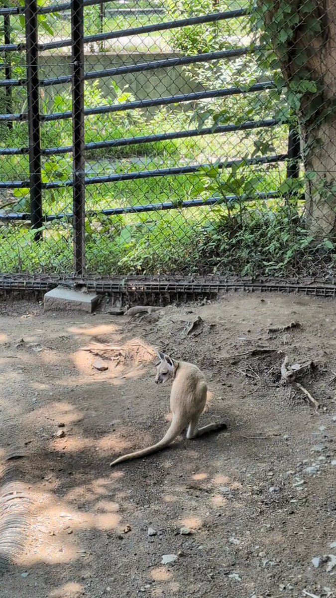 アカカンガルーのメス“コニー”の子が袋から出ました！当園では、袋から顔を出しているだけではなく自力で袋から全身が出たのを飼育係が確認した日が誕生日になります。 “コニー”は初顔出しから50日目の7月2日が誕生日になりました。おめでとう！