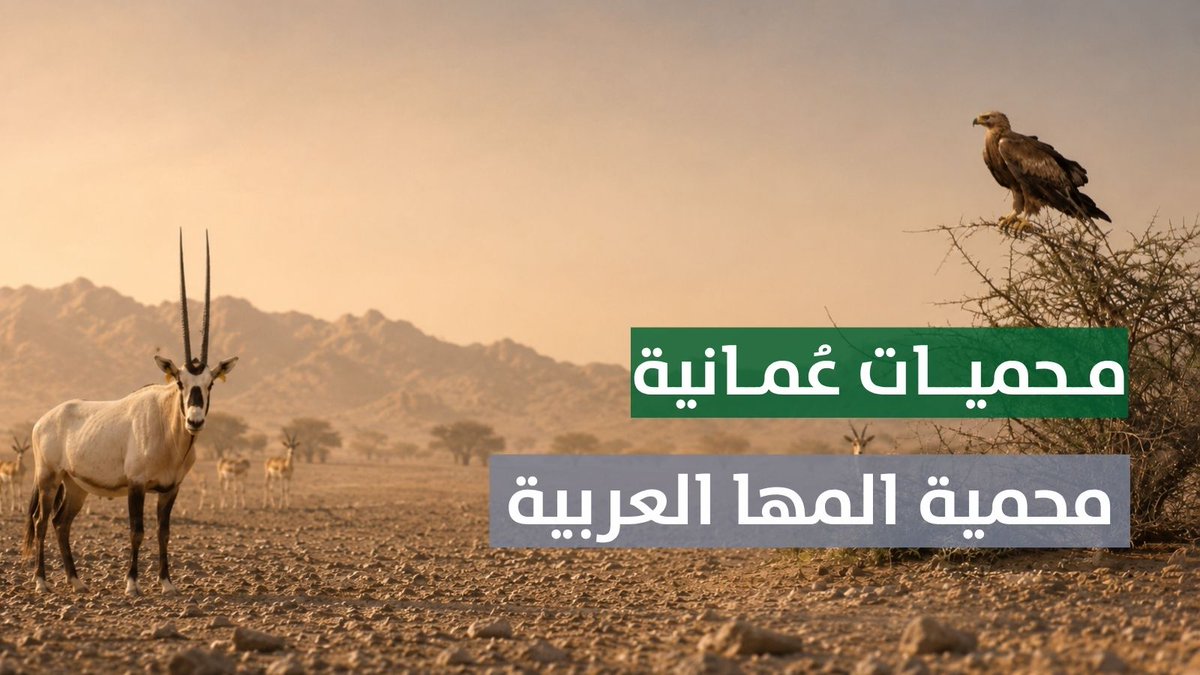 ▶️محميات عُمانية.. محمية المها العربية #مركز_الأخبار