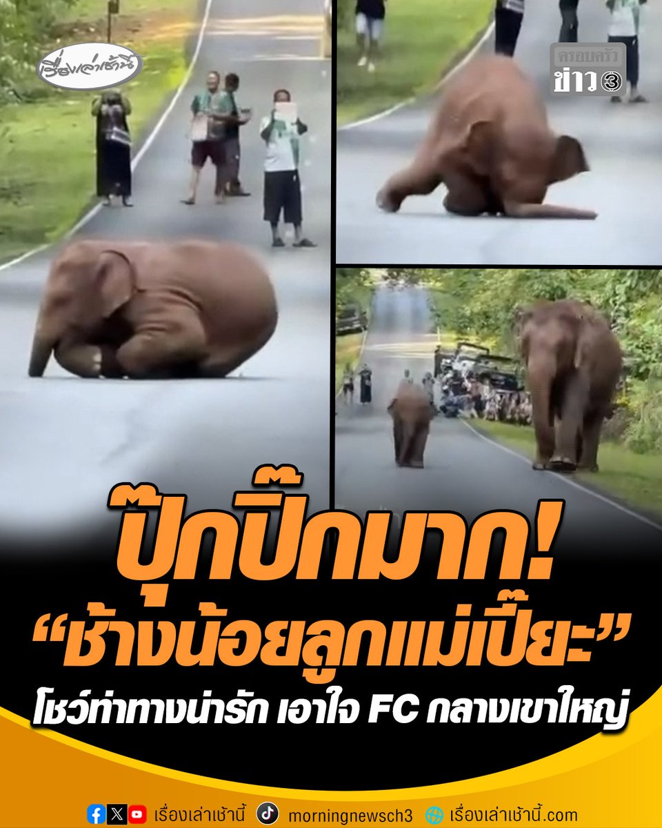 ปุ๊กปิ๊กมาก! "ช้างน้อยลูกแม่เปี๊ยะ" ในโขลง ตรอ เดินตามแม่ช้างข้ามถนนในอุทยานแห่งชาติเขาใหญ่ อารมณ์ดีโชว์ท่าทางสุดน่ารักกลางถนน ใครเห็นก็ใจละลาย #เรื่องเล่าเช้านี้ #ครอบครัวข่าว3 #ช้างน้อยลูกแม่เปี๊ยะ #ช้างเขาใหญ่ #เขาใหญ่
