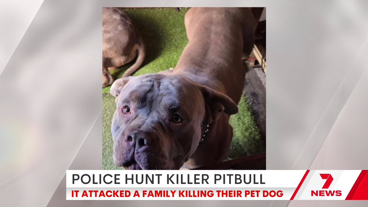 Two pitbulls attacked a family walking their dogs with their toddler in a pram in Pascoe Vale, killing one of their small dogs. A ranger seized one pitbull shortly after the incident, but the second dog remains at large with police warning the public not to approach it. Kristy Mayr