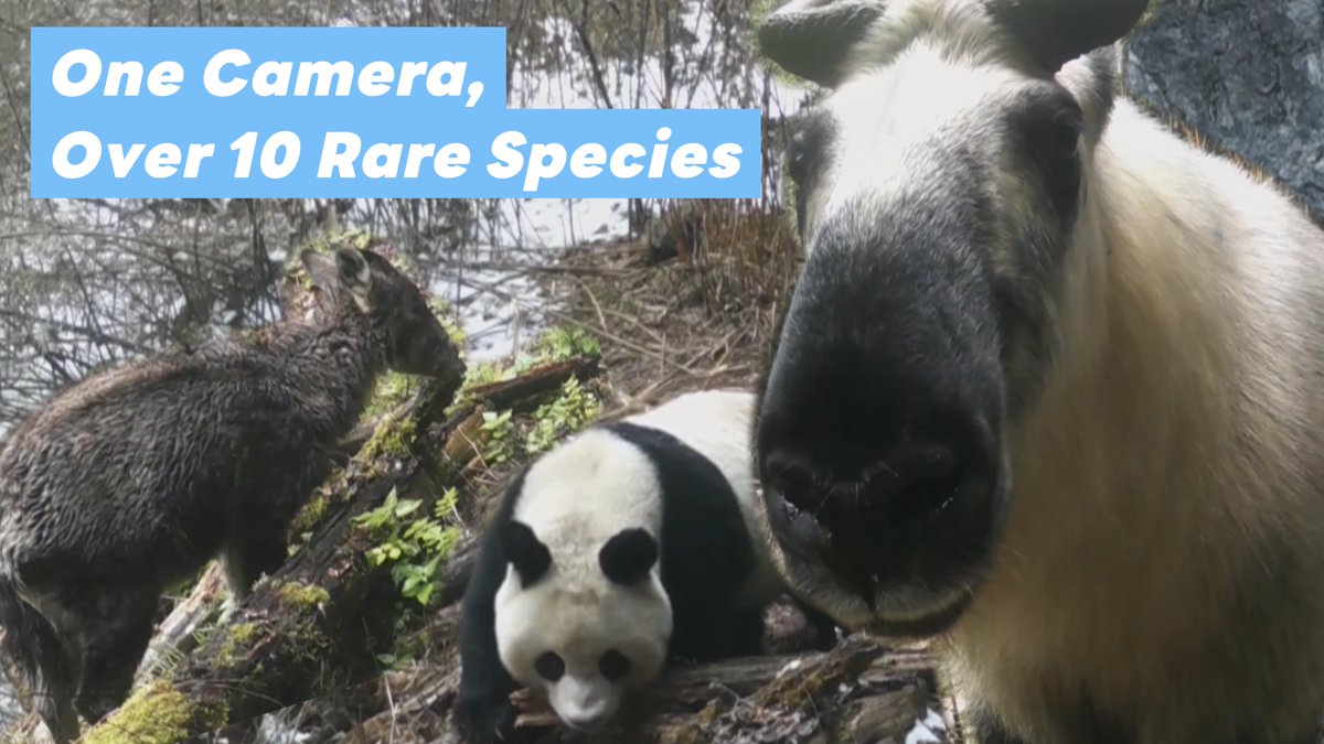 Watch: Camera captures over 10 rare species in southwest #China's Sichuan reserve
