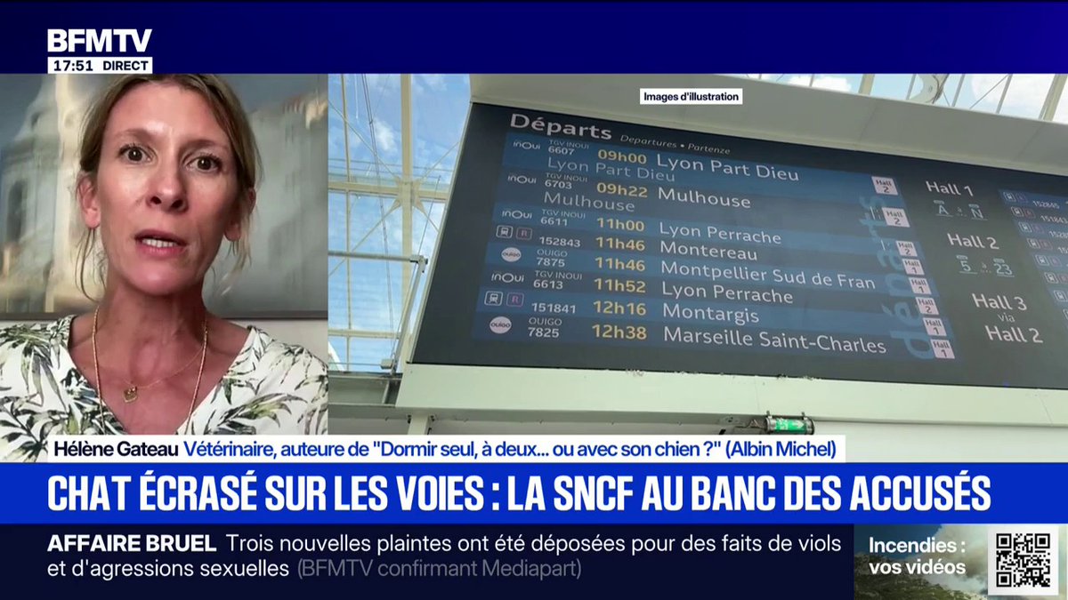 Chat écrasé sur les voies: "En une fraction de seconde, un animal peut paniquer et chercher par tous les moyens à s’enfuir", explique Hélène Gateau, vétérinaire