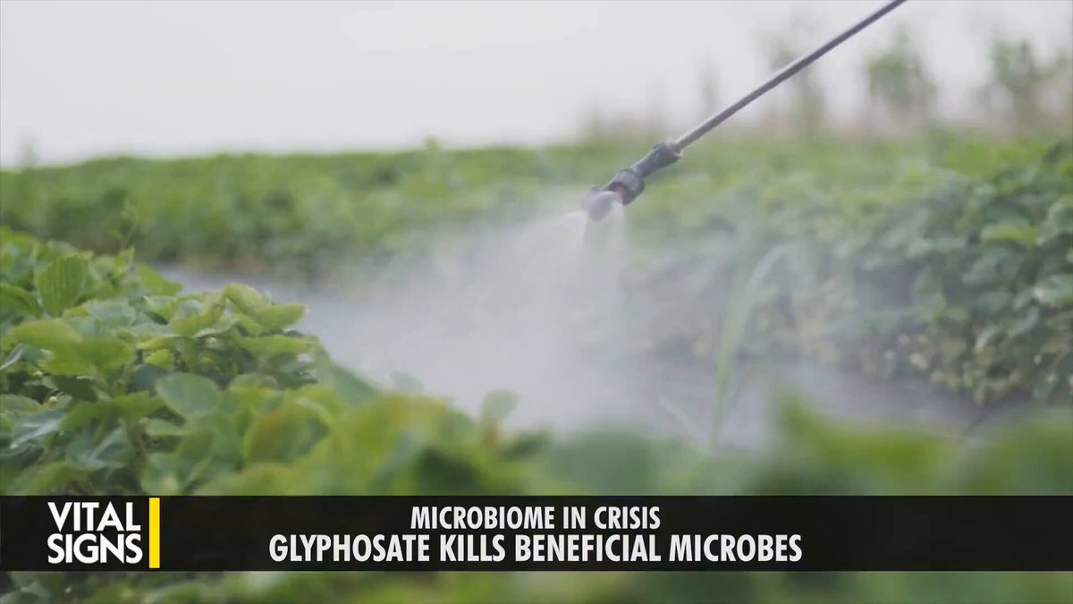 Every one of us is carrying Roundup in our blood right now. "If any of us submitted blood for testing, we all have glyphosate residues in our blood," says Dr. William Davis, cardiologist and author of Super Gut. "That's the active ingredient in Roundup herbicide." Water, soil, food, even organic food. He says it's everywhere. And here's the part most people never hear. When Monsanto first patented glyphosate, they didn't just file it as a weedkiller. They also filed a patent for it as an antibiotic. "It's an antibiotic of the worst kind because it kills beneficial microbes like Lactobacillus species or Bifidobacteria species, but it's ineffective at killing pathogens or fecal microbes." "Glyphosate exposure essentially selects for unhealthy microbes." It clears out the good bacteria and leaves the bad ones standing.