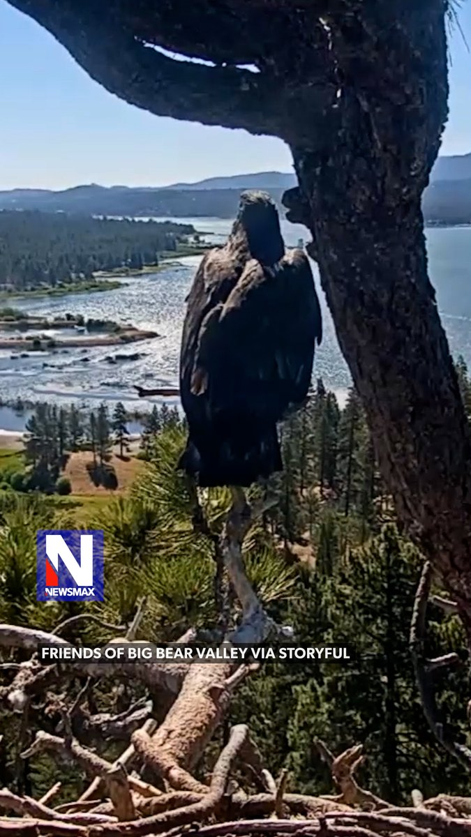 BALD EAGLE’S FIRST FLIGHT: A young bald eagle took its first flight as Luna leaped from his Big Bear Lake nest in California on Monday, with the milestone captured on camera. The fledgling flew confidently to a nearby tree, where his father looked on.