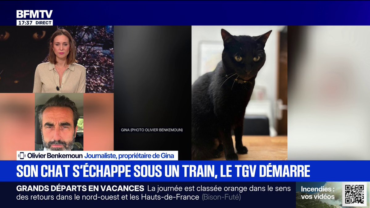 Chat écrasé sur les voies: "La SNCF n’a pas tout fait pour sauver mon petit chat", dénonce Olivier Benkemoun, propriétaire de Gina et qui a décidé de porter plainte
