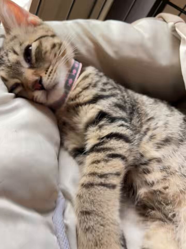 のびのびこねこコレクション