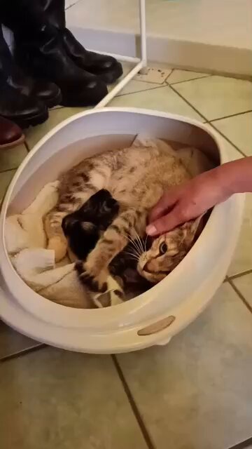 La micina che da un po’ di tempo veniva sempre a mangiare a casa dei miei ha partorito 🥹 Si chiama Sissi ❤️