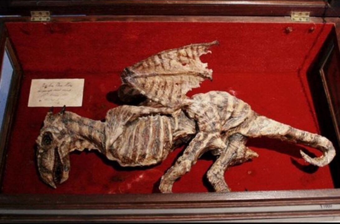 In 2006, dozens of chests belonging to the 19th-century naturalist Thomas Merrylin were found in a sealed basement in London. Inside were perfectly preserved remains of baby dragons. It's said that all of this was done by an artist. So, terrifying and perfect art.