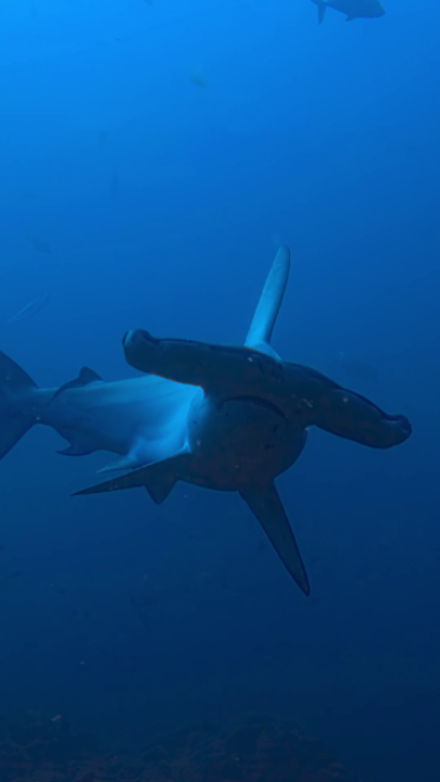 It's the sharks' world, we're just filming it. #HammerheadSharksUpClose with Bertie Gregory is streaming tomorrow, July 5, on Disney+ and Hulu as it kicks off #Sharkfest.