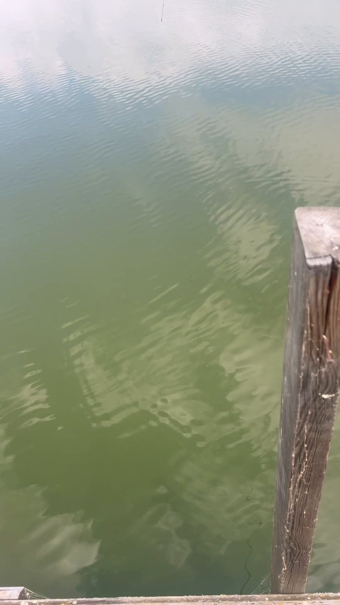 🎣 Nimic nu bate emoția unui drill la plută cu un pește nervos. 😍 Ca și feeling/investiție-nici măcar un supercar😉 Fericirea adevărată nu trebuie să coste milioane💰doar puțină răbdare,o undiță și câteva ore în natură😍❤️🌿