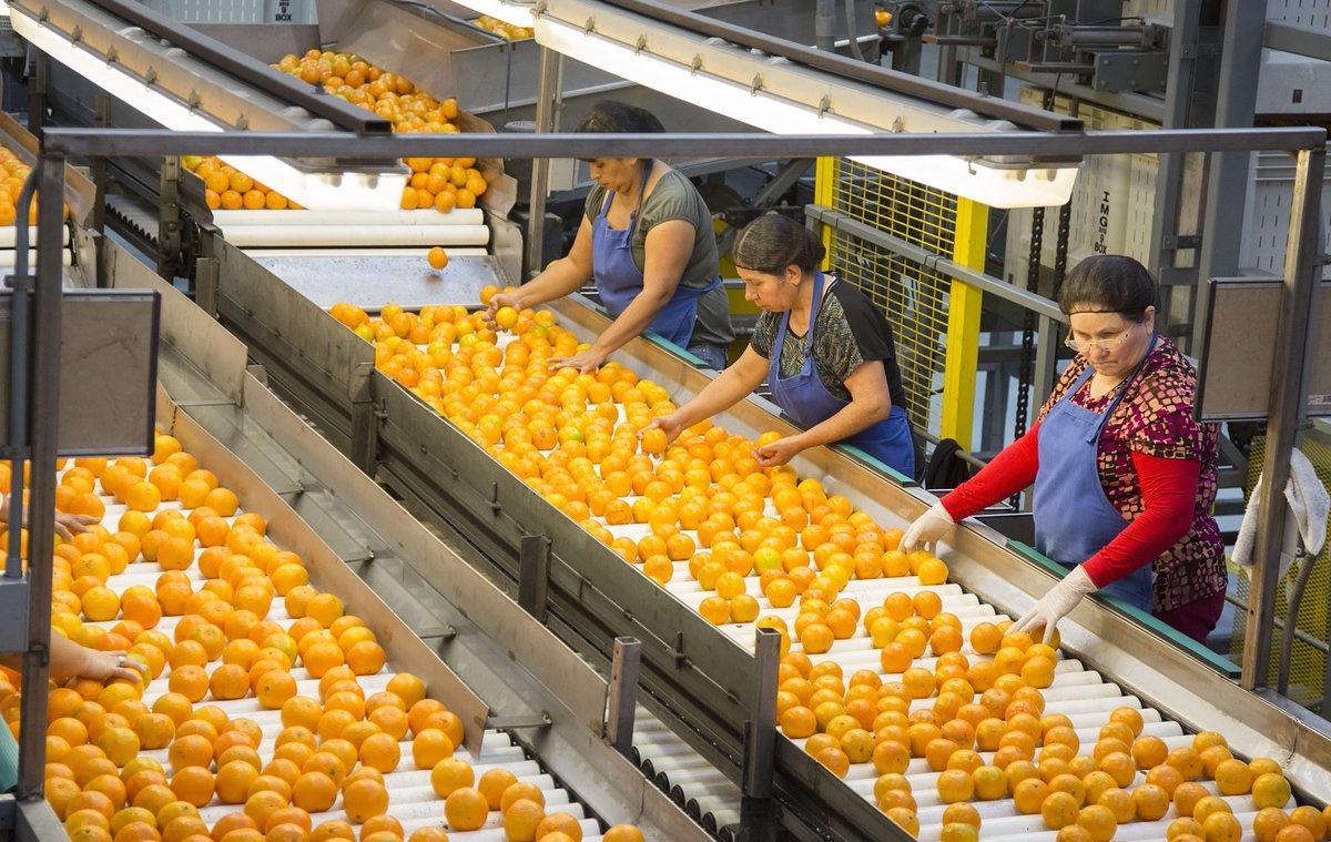 Citrus greening has transformed the way Florida grows oranges. We visited central Florida to see how farmers are fighting to keep the industry alive