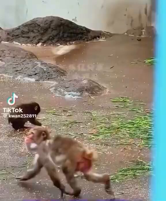 This is hilarious! 😂 Punch ran into the room like a little furry ball. He was literally a moving furball! 🤣 Dad must have been smiling just watching him. His tiny mischievous mode was fully activated! 😁🐵❤️ #punchi #punchimonkey