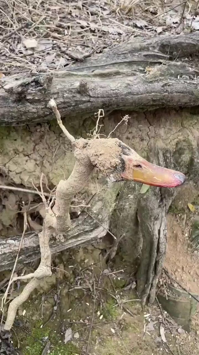 Bahçesinde ördek gagası kullanılarak hazırlanmış bir büyü bulan adam, o anları kayda aldı.