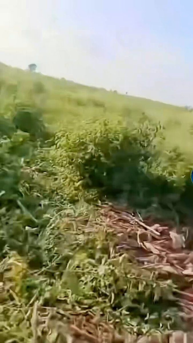 First images of bandits loyal to bandits kingpin dogo gyde that destroyed lakurawa terrorist... The boy is filming from former lakurawa camps inside ibbi forest in mashegu lga of Niger state with what appears to be captured lakurawa bike's... He is mocking lakurawa terrorist group in the video...