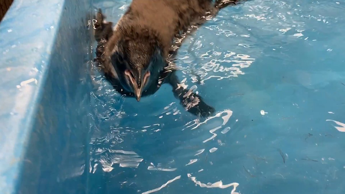 【6/29🐧60日齢のきび】 毎日泳ぐ練習を頑張っているきび! 最近はたくさん水に顔をつけています!!✨ 顔を上げたきびを見ると・・・ お顔が濡れて真っ黒になってる〜!😂 そんなきびも可愛いよ🥰 #すみペン赤ちゃん日誌