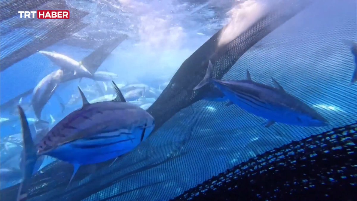 🎣Türk balıkçılar, uluslararası sularda orkinos avına çıktı. Antalya'dan gün ağarmadan demir alan gırgır tekneleri, 15 saat boyunca uluslararası sularda orkinos sürülerinin peşindeydi…