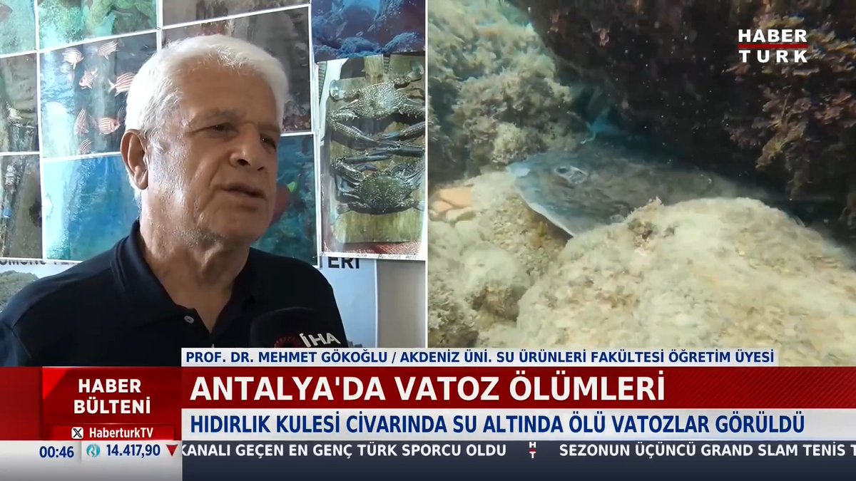 Antalya'da vatoz ölümleri Hıdırlık kulesi civarında su altında ölü vatozlar bulundu.