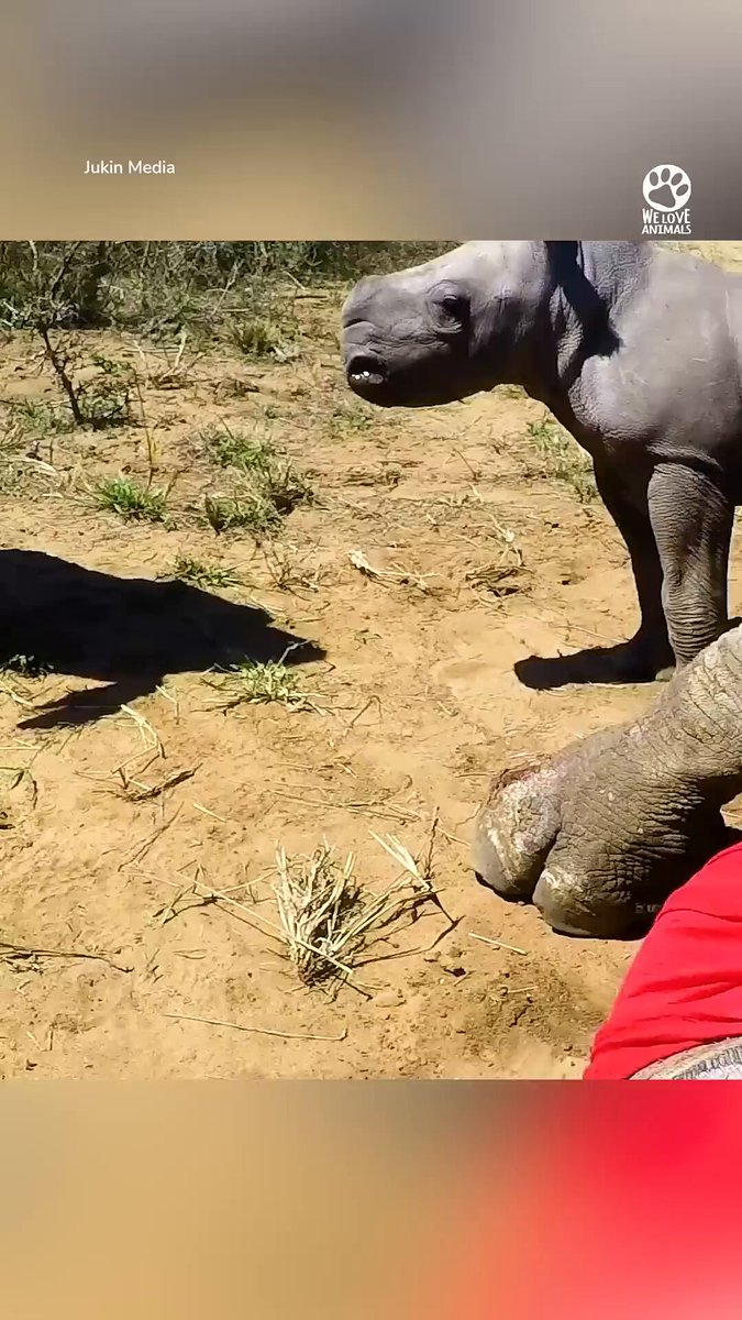 The brave little rhino calf stands guard to protect its injured mother. Even though it's scared, it refuses to leave her side for even a second! 🦏💓