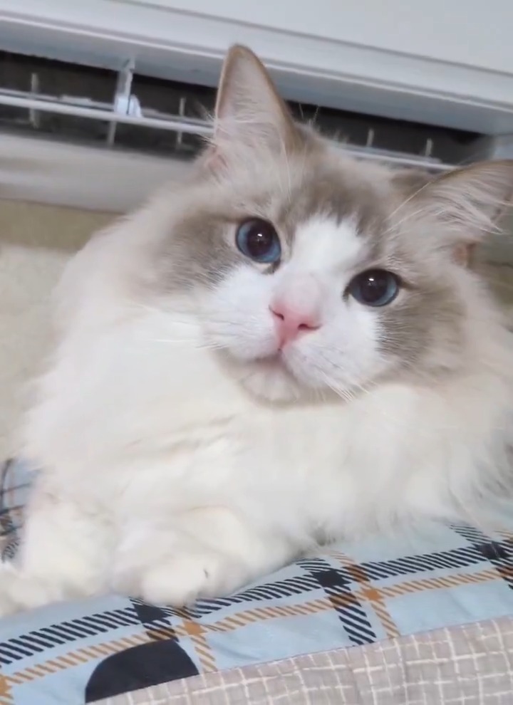 エアコン前のあざとい天使🐱💜