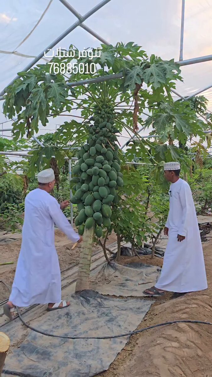 عجيب وش اسم هذي الثمره الرجل يتحدث ان حليبها في علاج البعض الامراض هل احد عنده معلومه عنها وايش تعالج ..!