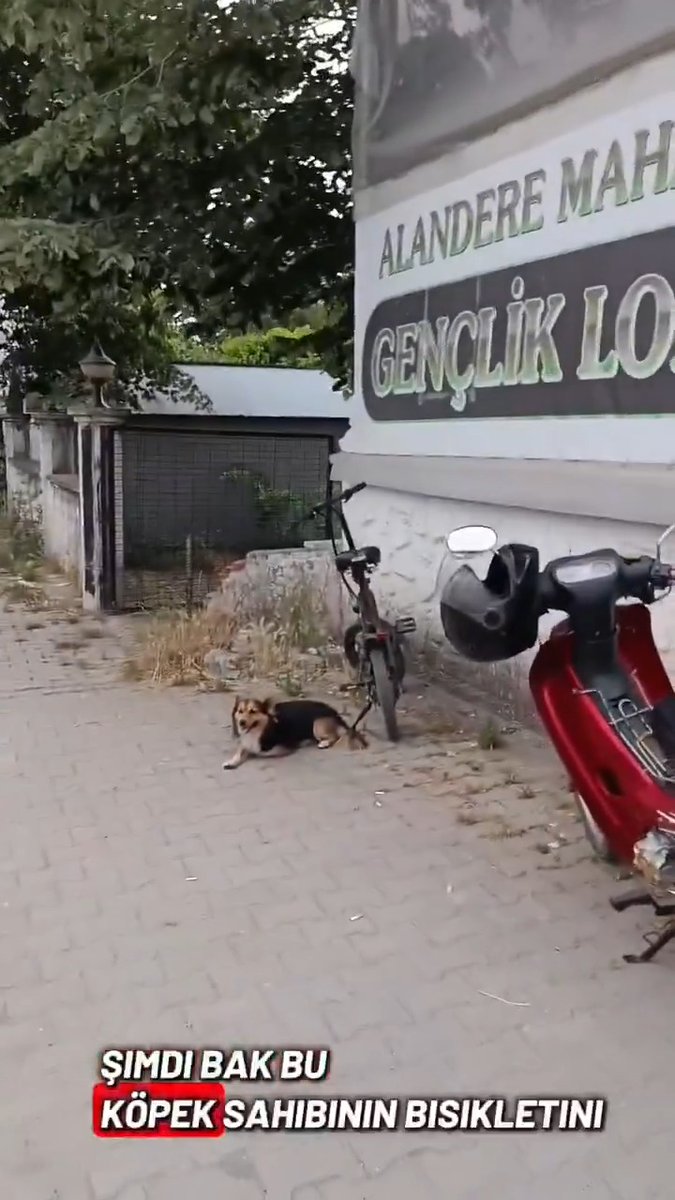 Dünyanın en sevimli ve en ciddi koruma görevlisiyle tanışın. Sahibinin bisikletini korurken adeta gözünden alev çıkaran tatlılık abidesi. 🥰👇