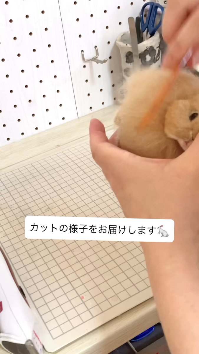 久しぶりに羊毛うさぎさんを制作したのでカットの様子をお届けします🐰🧡