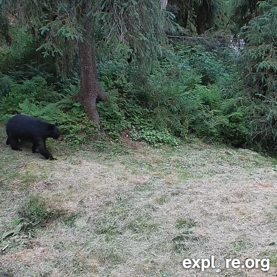 We have first year cubs on the Anan Cams too!