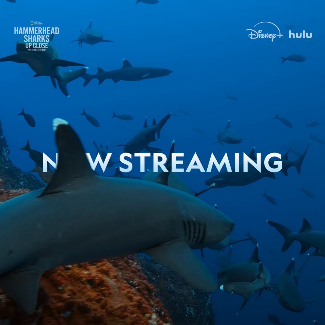 These hammerheads are ready for their close-up. #HammerheadSharksUpClose with Bertie Gregory is now streaming on Disney+ and Hulu, part of #Sharkfest on National Geographic.