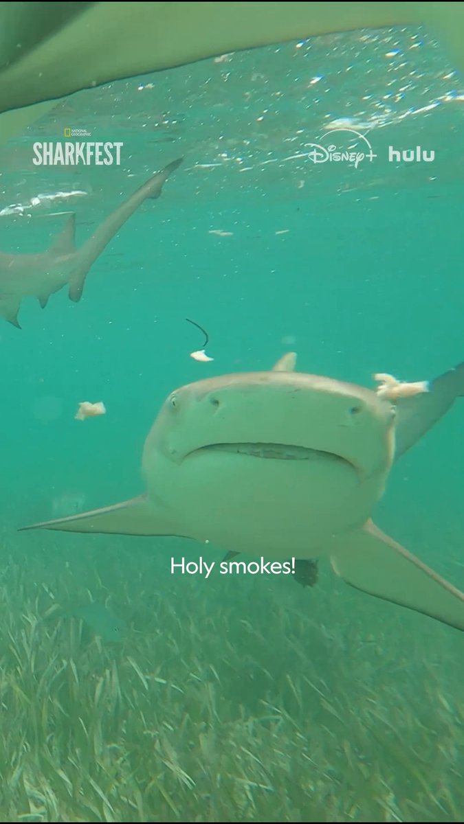 Ready to make a splash with Bertie Gregory? Join him to see hammerhead sharks like never before as he kicks off two weeks of Sharkfest! 🦈 #Sharkfest starts now! Stream the collection, including #HammerheadSharksUpClose with Bertie Gregory, on Disney+ and Hulu.