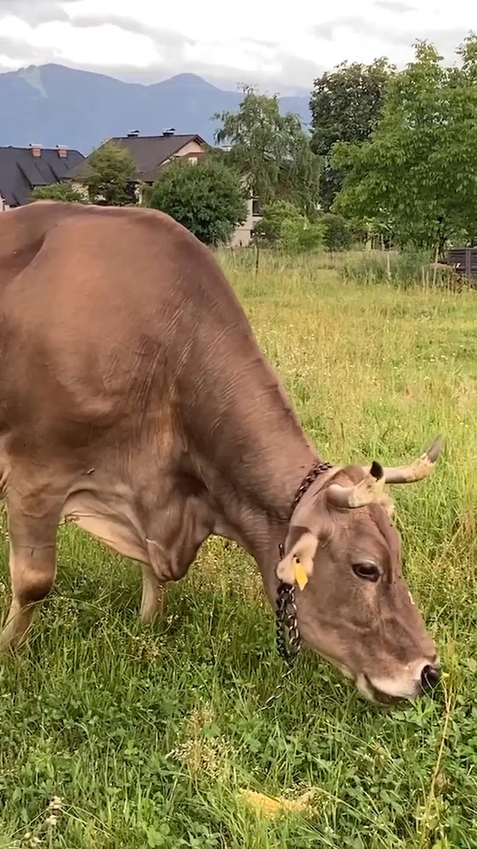 About a decade ago, a baker in a small mountainous village in southern Austria noticed his cow doing something unusual. When Veronika had an itch, she would grab a stick in her mouth and use it to scratch her body. Over the years, the brown bovid’s technique improved. She could pick up objects as large as a broom or rake and move them around with her prehensile tongue, changing their length and orientation to ensure the best possible scratch. The behavior isn’t just a clever trick: It’s the first documented case of tool use in cattle, scientists report. And, it turns out, one of Veronika’s skills has only been seen in humans and chimpanzees. Learn more: