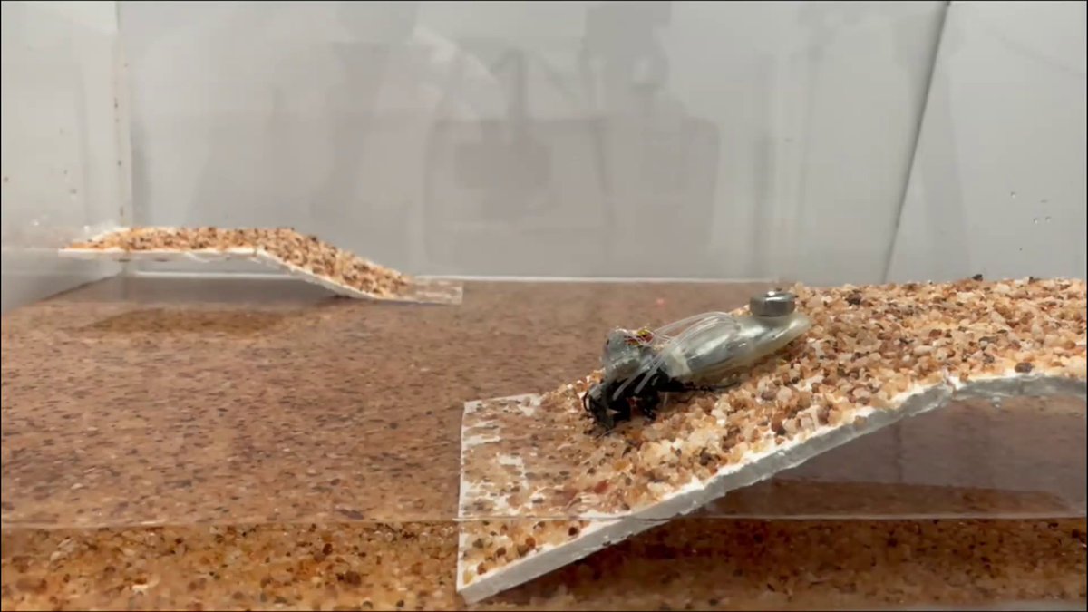 A paper in Nature Communications presents a wearable diving suit that enables terrestrial cyborg cockroaches to maintain respiration and locomotion underwater for up to 3 hours.
