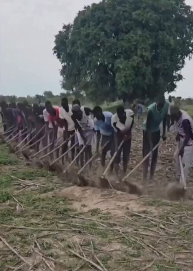 Traditional African farming method known as communal hand-hoeing, where farmers work together in a synchronized line to loosen and turn soil. The technique relies on teamwork and a shared rhythm, often accompanied by singing or chanting to maintain coordination and motivation.