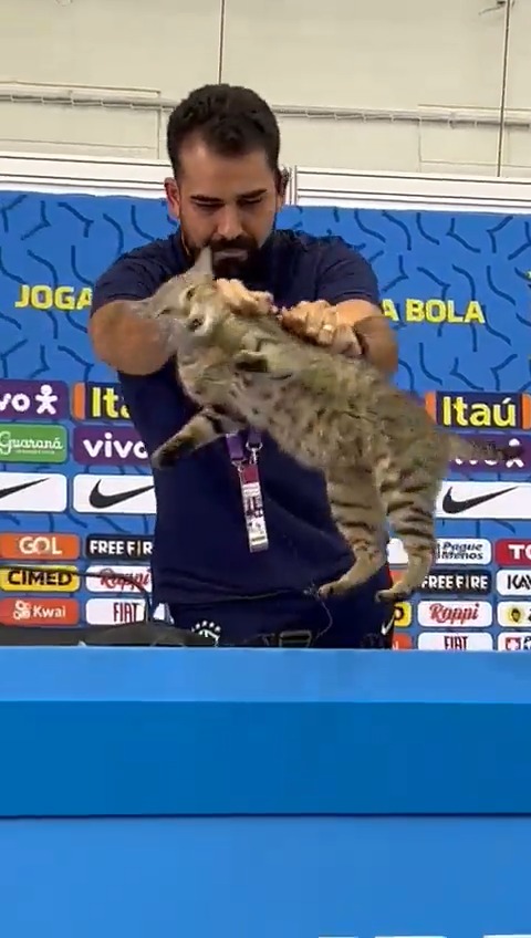 La maldición del gato sigue presente en Brasil.