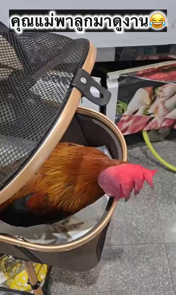 คุณแม่เลือดเย็นมากค่ะ นี่มันวันรวมญาติชัดๆ😂😆 . 📸aijieab_thechicken