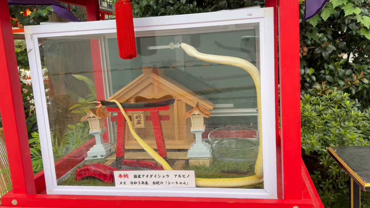 本日は巳の日、当神社でお世話をしている白蛇さんが外の飼育場へ出向🐍 本日のお当番は、「白蛇のしーちゃん」が、参拝の皆様をお出迎えいたしました😊