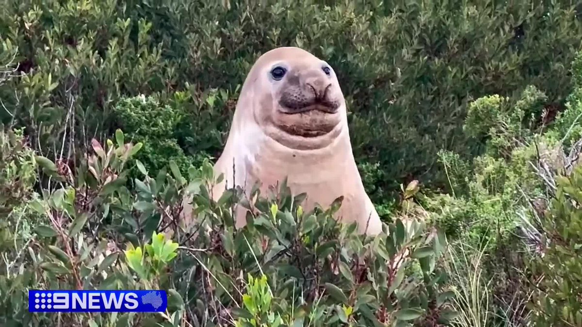 A seaside community in Tasmania is once again under siege from a one-tonne visitor who has become Australia's biggest internet star. But while Neil the Seal knows how to draw a crowd, there are growing concerns about the impact of his celebrity status. Jack Ward #9News