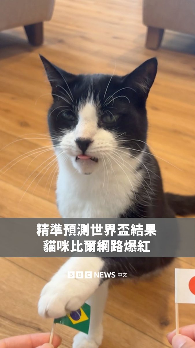 猫咪比尔因成功预测23场世界杯赛事中的21场结果,在社群媒体上爆红。 它的主人林卡和马克是一对新婚夫妻,由于两人没有特别支持的球队,每逢比赛就会请比尔“选边站”,决定该为哪一队加油。 比尔惊人的预测准确率,也让它成为世界杯期间备受关注的网络明星。
