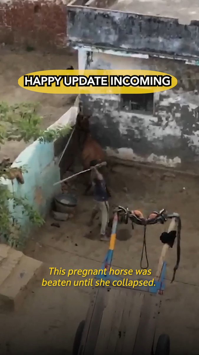 This is the update you’ve been waiting for ❤️ After being rescued by PETA India following an attack that went viral, Chameli and her baby are safe and thriving at a sanctuary run by PETA-supported Animal Rahat.