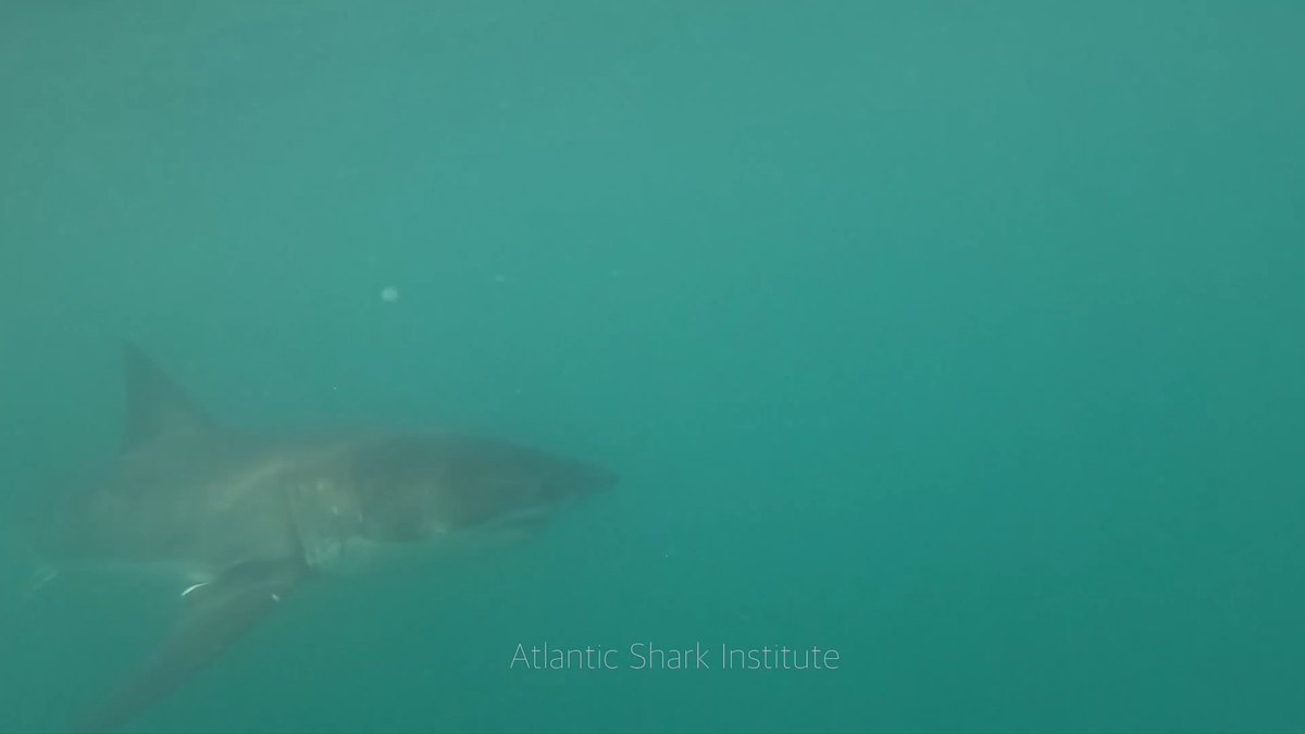 The Atlantic Shark Institute shared a rare underwater video of a great white shark off Block Island.