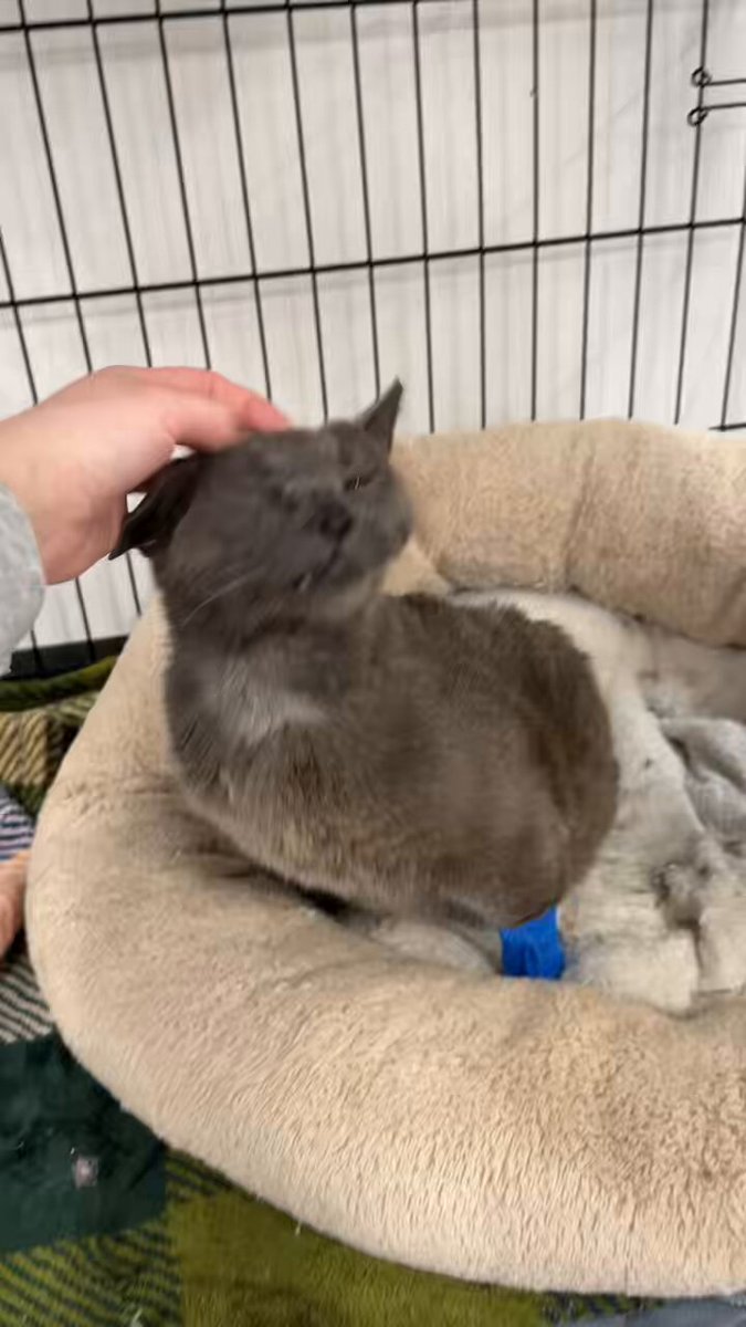 I've been very busy and never provided context for this but it was Smokey who conveniently required hospitalization on the 4th of July 🙂‍↕️ but he's #back and feeling good now
