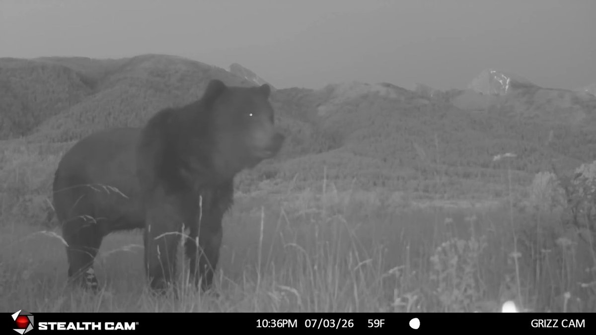 Mission Valley, MT. Look at the head on that beast.