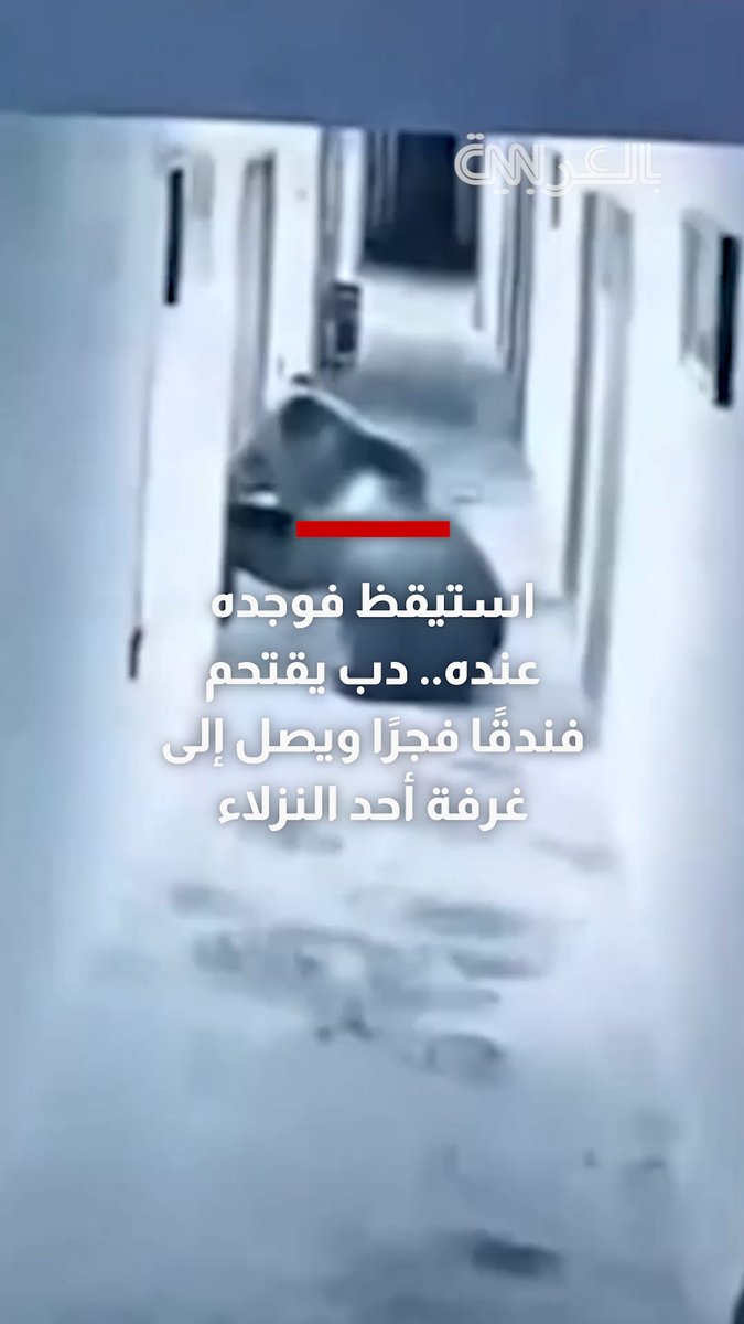 استيقظ فوجده عنده.. دب يقتحم فندقًا فجرًا ويصل إلى غرفة أحد النزلاء