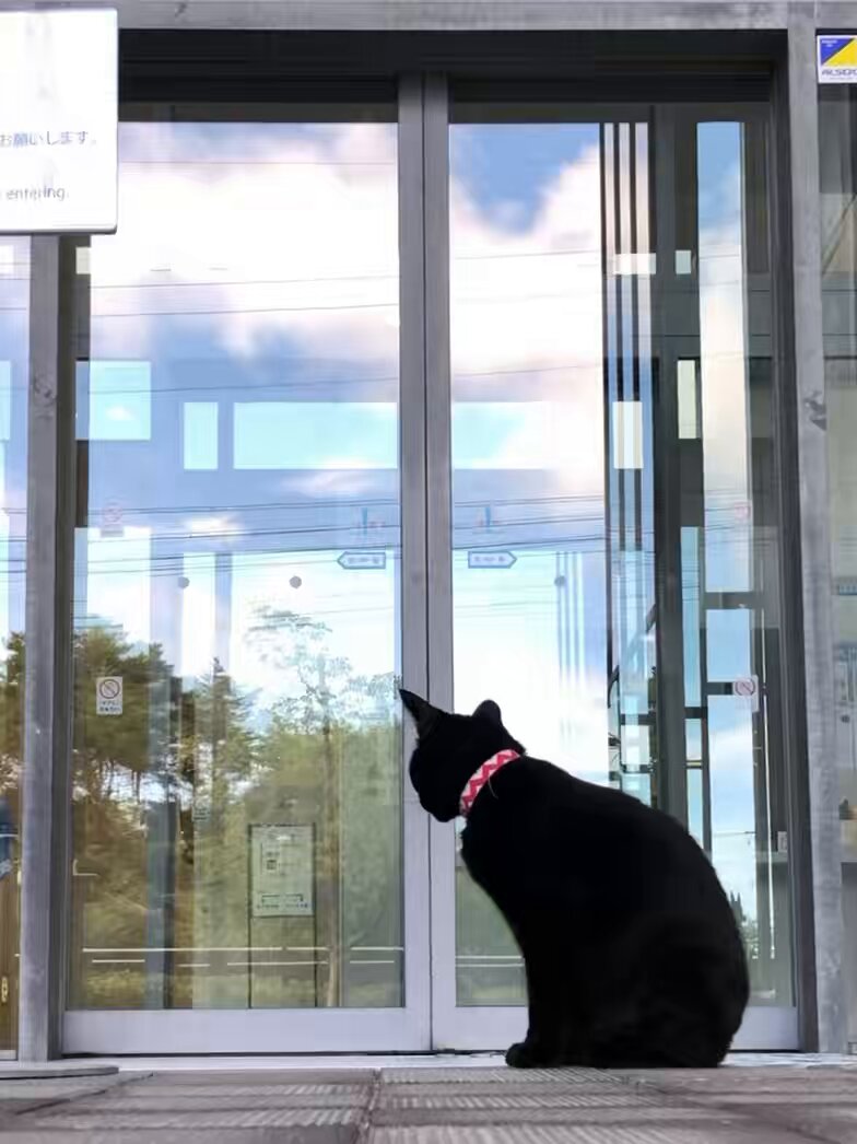 時をかける猫ねこ090 "Cats Who Leapt Through Time" (20200708) 『風除室🐈‍⬛👮‍♂️windbreak room』 ほぼ 6年前🎨ここまではOK、この先が館内となりNGでしたニャ。#尾道市立美館 #尾道 #猫動画