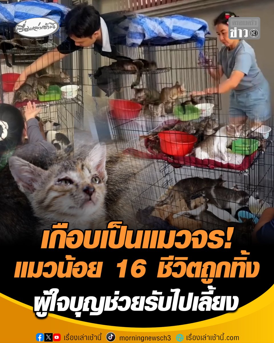 รอดแล้ว! แมวน้อย 16 ชีวิตเกือบกลายเป็นแมวจร หลังเจ้าของเก่าตกงานเลี้ยงไม่ไหว ตัดสินใจหอบแมวทั้งหมดใส่กรงวางทิ้งหน้าบ้านคนอื่น ล่าสุดสถานเลี้ยงแมว “แมงมุม ดาวหมา” มารับน้องไป 15 ตัว ส่วนอีก 1 ตัวมีผู้ใจบุญรับไปดูแล #เรื่องเล่าเช้านี้ #ครอบครัวข่าว3 #แมว16ตัว #แมวถูกทิ้ง