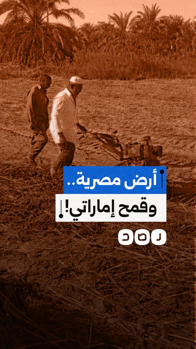 الحكومة المصرية تشتري قمحاً من شركة إماراتية على أرض مصرية.. وتضيق الخناق على الفلاح المحلي