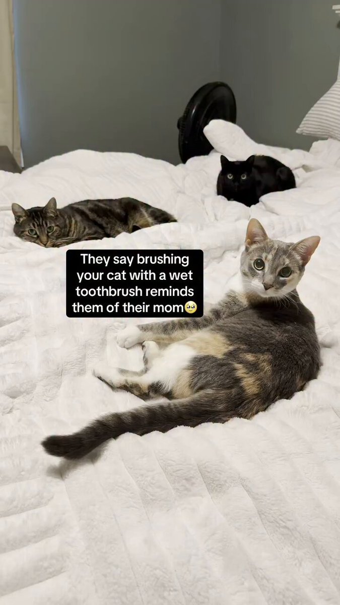 brushing your cat with a wet toothbrush reminds them of their mothers care and love ✨