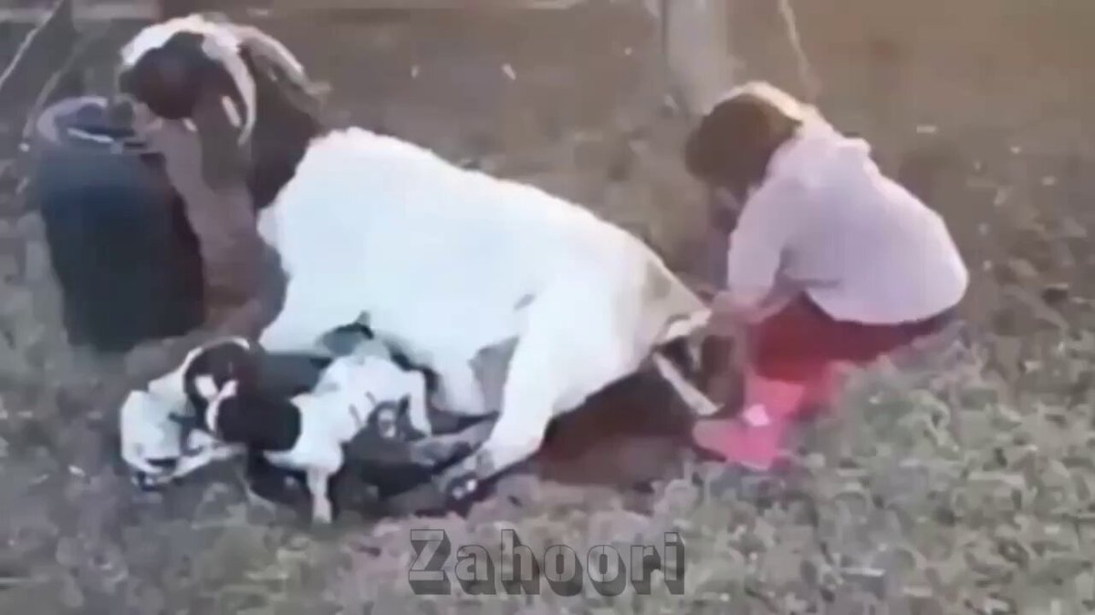 چھوٹی بچی نے بکری کے بچوں کی پیدائش میں مدد کی ہے ایسی نڈر بہادر بچیوں کو سلام پیش کرتا ہوں